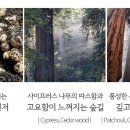 헤어콜화장품