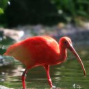 홍따오기 [홍학,Japanese crested ibis] 이미지