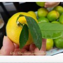 미래로농장 이미지