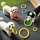 지지밍고 이미지