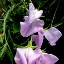 스위트피(sweetpea) 이미지