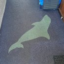 낙타와돌고래 | Day2 엄마랑 다녀온 시드니(호주 무한 투어 | 돌고래 요트투어, 포트스테판,오크 베일 동물원/Ophera bar)