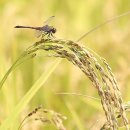 고추잠자리 이미지