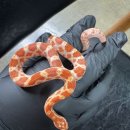 더렙컴퍼니