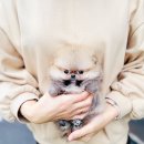 귀빈미용타운 | 서울강아지입양 세이블포메라니안분양 좋은 시작