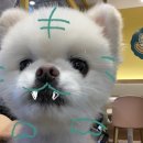 바나타이거진해 이미지