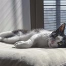 베이동물병원 이미지