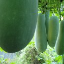 한반동농장 이미지