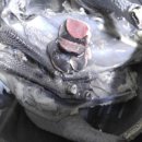 천안오골계농장 이미지