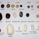 콩의 종류, 콩종류별사진및 영양 이미지