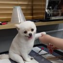 호텔스컴도그 화명점 이미지