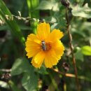 꿀벌박사 이미지