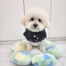 펫러버 그루밍 이미지