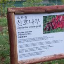 브라질 산호나무 이미지