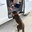 청당산업길 | [청주천안 강아지훈련소] 진돗개 사회성 공격성 애견위탁교육 방문훈련