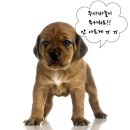 조재진동물병원 이미지