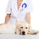 우성동물병원 이미지