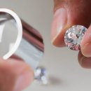 모던펫코리아 이미지