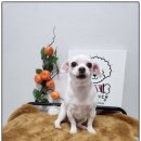 까망댕댕 이미지