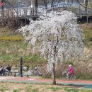 시민의숲산책로1-11 이미지