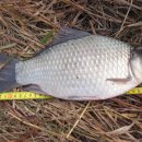 교동멧돼지 이미지