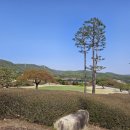 포천아도니스 C.C 이미지