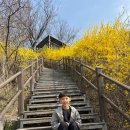 봄이 한창인 달맞이동산 서울숲 이미지