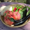 사과나무 펜션 이미지