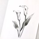 기초 보태니컬아트 이미지