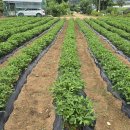 반월농장 이미지