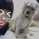 주인 Daum카페