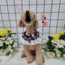 댕실 댕실 이미지