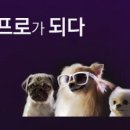 나의 반려견 이미지