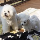 리사앤루이 이미지