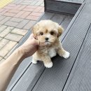 광교래브라도리트리버분양 광교시추분양 광교미니핀분양 광교닥스훈트분양 광교치와와분양 이미지