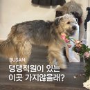 망미배산로70번길 | [망미] 댕댕직원이 있는 감성 카페