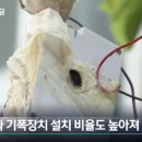 영토건 이미지