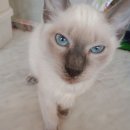 LOVELY CAT 이미지