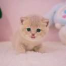 양주고양이분양 모나미네코 옥정신도시점 이미지