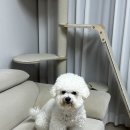 지지피 | [강아지 샴푸 추천] 올리라피 디톡스 샴푸 사용 후기 – 비숑의 환절기 각질 고민 해결