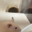 찬샘동물병원 | 찬샘동물병원 햄스터 상처 후기