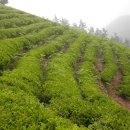 일만농장 이미지