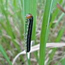 백영기농장 | 수도작 벼 병해충 정리 및 적용약제 설명 - 멸강나방