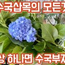 수국삽목 비법. 삽목시기, 흙, 가지치기, 화분선택, 미니온실 꿀팁!! 실패없는 수국삽목 방법!! 식물집사독일카씨 구독자 23.6만명 이미지