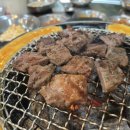 돗배갈매기 이미지