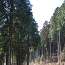 장성 축령산 휴양림(장성 편백숲) 이미지