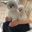 풍암동 프리미엄 토탈 뷰티샵 르클레르유메이 브라질리언 왁싱 후기