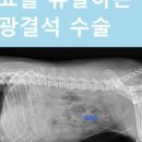 메디스동물병원 이미지