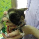 노룬산동물병원 이미지