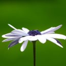 용인대 장곡 이미지